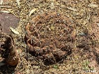 Gymnocalycium schickendantzii delaetii JL 1988, Cafayate, Salta, Arg.jpg